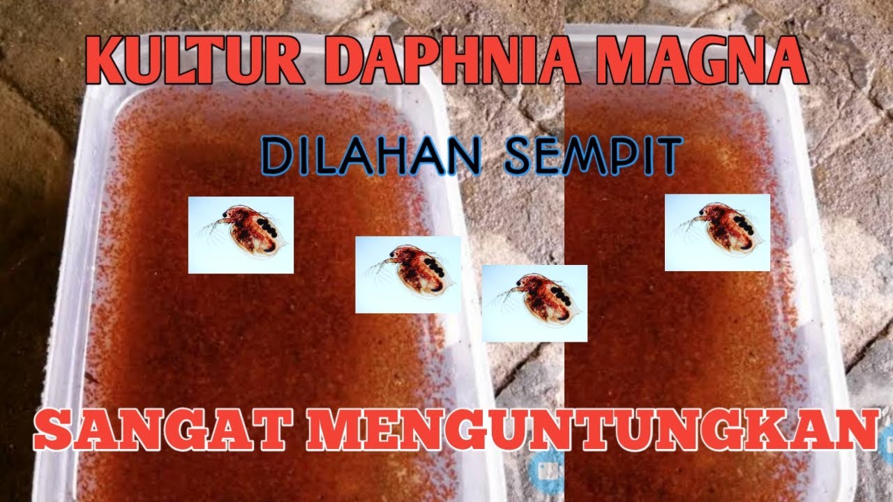 Cara Kultur Daphnia Magna dilahan yang sempit 