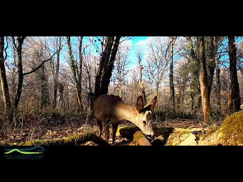 შვლები ლაგოდეხის ეროვნული პარკის ფოტოხაფანგში