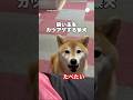 「食べたい！」が止まらない柴犬😂　　#柴犬　#犬　#いぬ　#面白い　#犬のいる暮らし