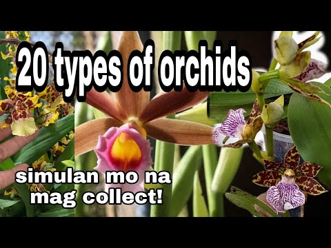 Video: Forest orchid: mga pangalan, larawan