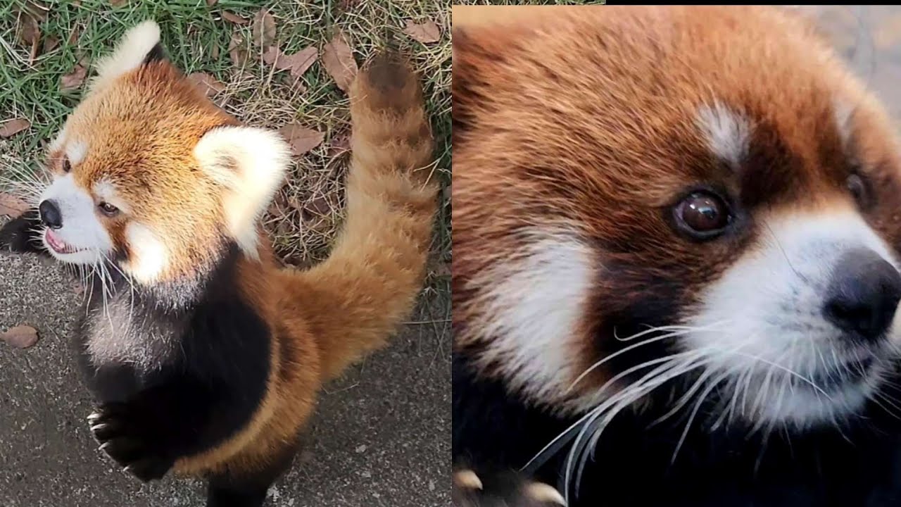 【飼育員さん手渡しのリンゴを拒否するレッサーパンダのライト、リンゴのある場所を懸命にモッチーに教える女の子、他・・・】～Nishiyama Zoo red pandas～