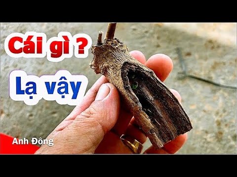 Video Cái này đã tạo ra một cây bonsai - youtube