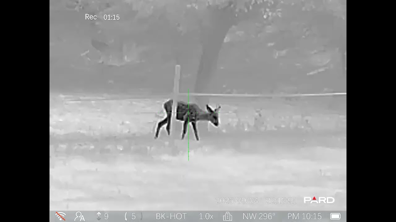 Pard Pantera 256 Q PA2Q-25 na 50m