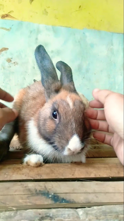 memangnya aku boneka #cutebunny