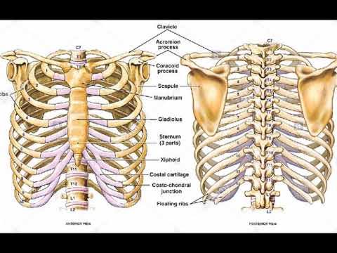Two Minutes Of Anatomy Ribcage Youtube