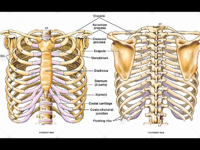 Discover The Fascinating Rib Cage Anatomy Side View Explained Click