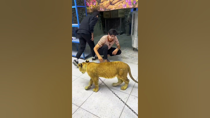 اشتريت اسد صغير وراح اربي❤️🦁