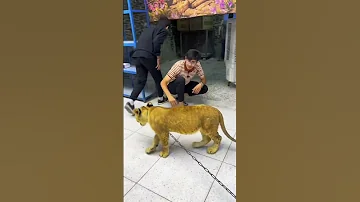 اشتريت اسد صغير وراح اربي 