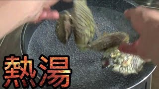 大量の『マツカサウオ』を熱湯にぶっこむ料理がすごかった。【微グロ】DiamondFishBoil　钻石鱼煮