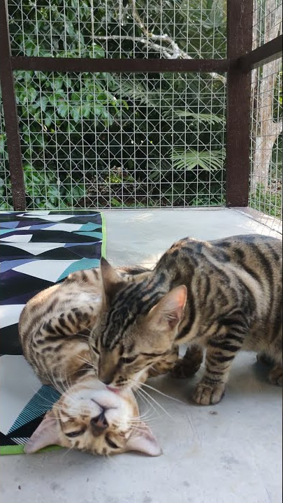 kucing bengal gurau vs  berkasih sayang