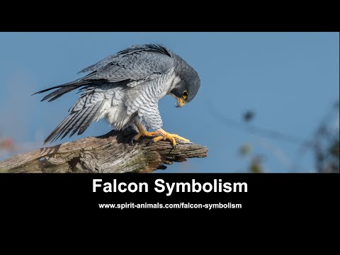 Video: Vad är Falcon-applikationen?