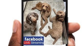 Live with Canine Nutritionist 7/28/23 by PadFootPoms Poodles and Pals 134 views 9 months ago 51 minutes