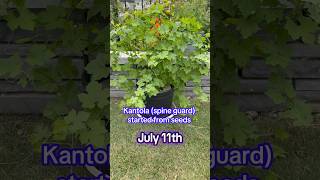 Kantola (Spine guard)#kantola #spineguard #seeds  #gardening  #homegardening  #kankoda