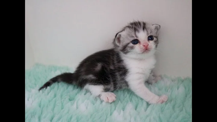 Watch the video about The life of 4 British Shorthair kittens from 20 days old