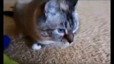 Watch the video about Sideways is a 7-year-old loveable kitty!