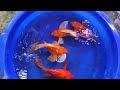 Butterfly koi import update 31 Oktober 2025