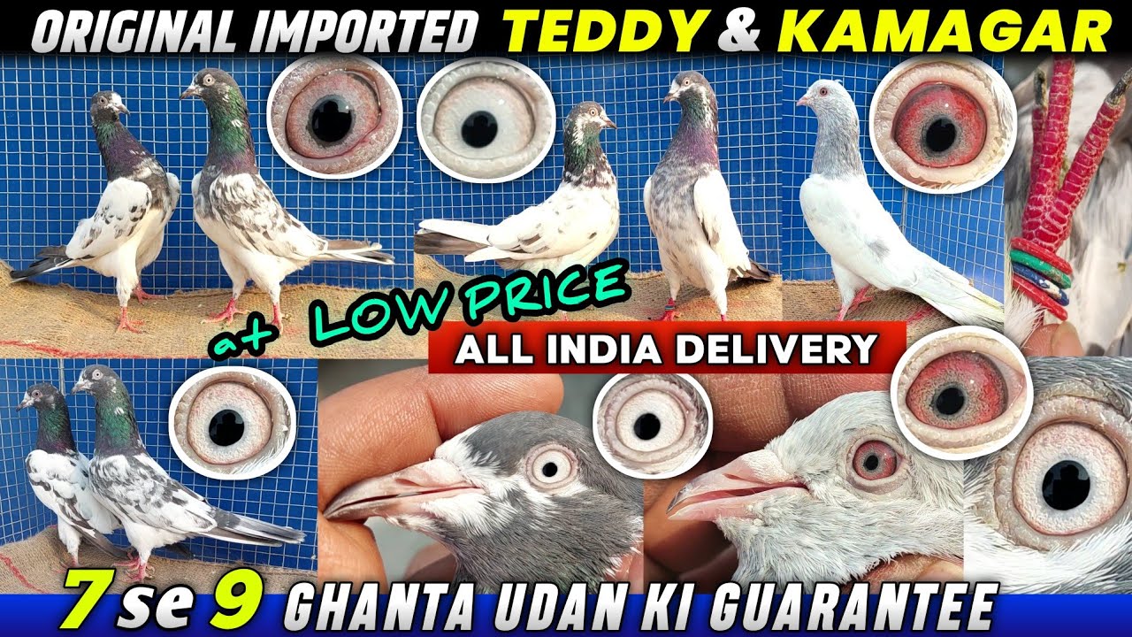 Original Imported Teddy & Saleti Kamagar Kabootar Sale All INDIA Delivery | Pigeon Online Sale