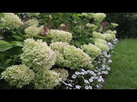 Planting a Hydrangea hedge Pt 1| CLEARANCE PLANTS| GARDENADDICTZ
