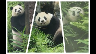 20240603 休館戶外又洗地 圓仔隱身扯樹皮(早餐) Giant Panda Yuan Zai