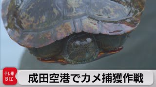 成田空港でカメ捕獲作戦（2022年6月9日）