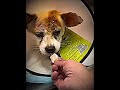 Poor Dog💔#dog #veterinarian #animals #help #kindness