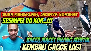 GAK PERLU PUSING, CUKUP BEGINI SAJA ⁉️ KACER MACET CEPAT PULIH GACOR DAN BUKA EKOR LAGI