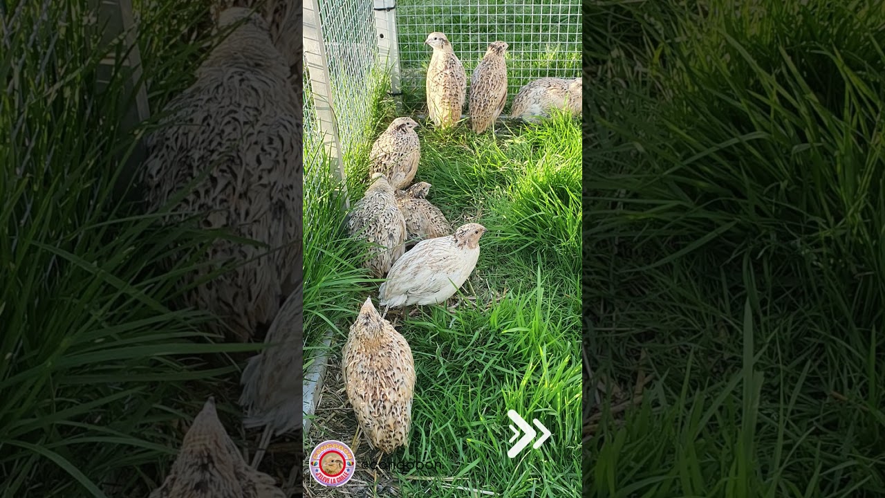 "Discover the Quail: Beauty, Cultural Heritage and Precious Nutrients 🌿🥚"