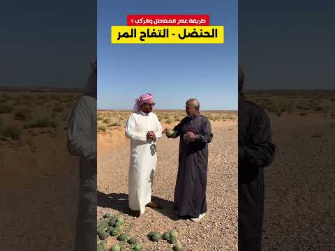 طريقة العلاج بالحنضل التفاح المر لأمراض المفاصل والركب سائد السردي