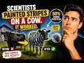 Why Did These Cows Dressed Up as Zebras