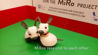 MiRo for HRI 2017
