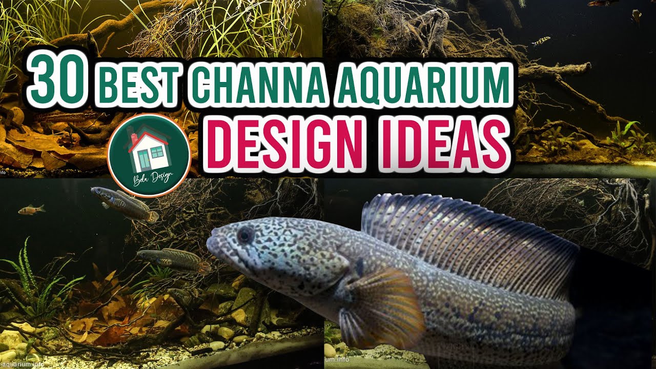 30 Best Channa Aquarium Design YouTube