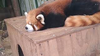 ross park zoo binghamton ny red panda