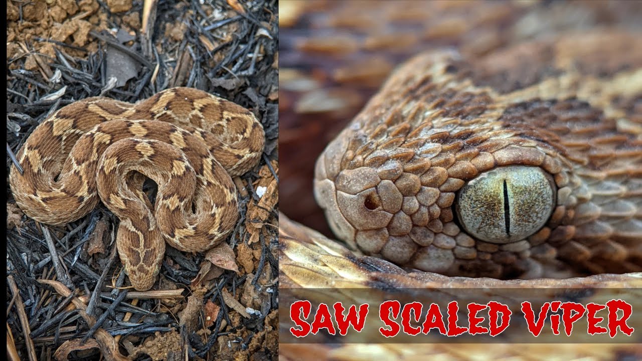 Indian Saw Scaled Viper 