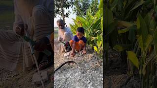 Unbelievable rat killing method in the field 206 #agricultura #villagelife #survival