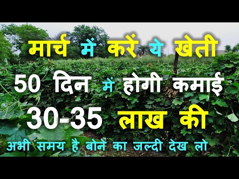 मार्च में करें तोरई की खेती और तुरई से लाखो रूपए कमायें | Ridge Gourd Farming | torai ki unnat kheti