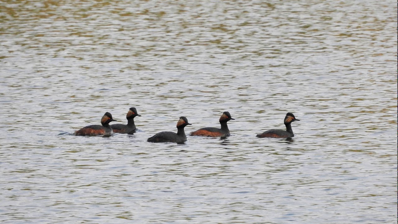 Голос черношейной поганки Podiceps nigricollis / Black necked grebe calls