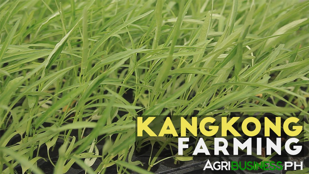 Kangkong Farming: How to Grow Chinese Kangkong