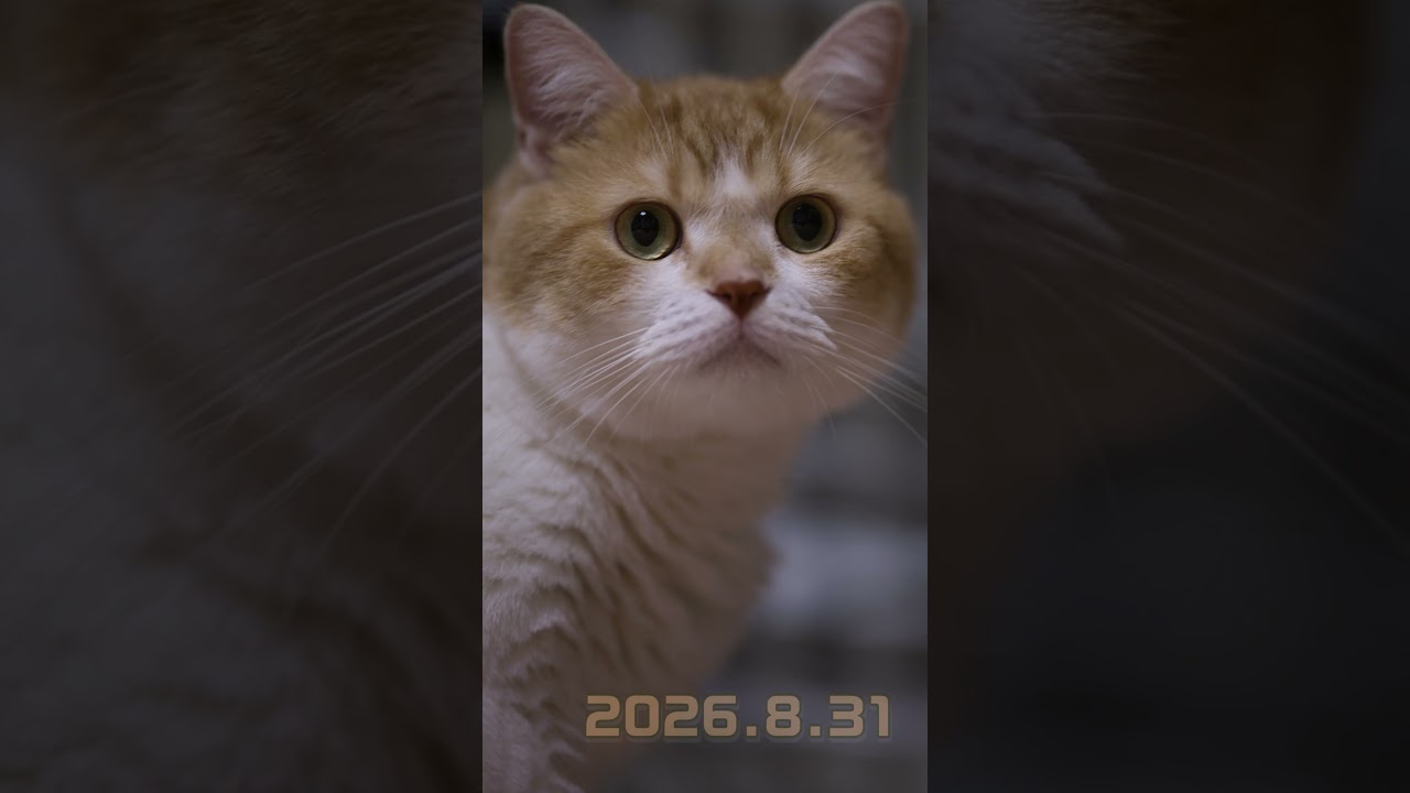 ちゃたろう 3歳おめでとう！ #cat - YouTube