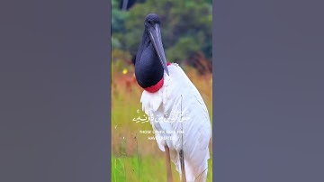 هذا خلق الله|سورة لقمان~الآية11~القارئ #اسلام_صبحي ~🎧🤍