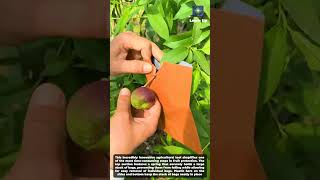 One-Handed Fruit Bag Dispenser