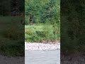 Тарзанка через бурную реку.