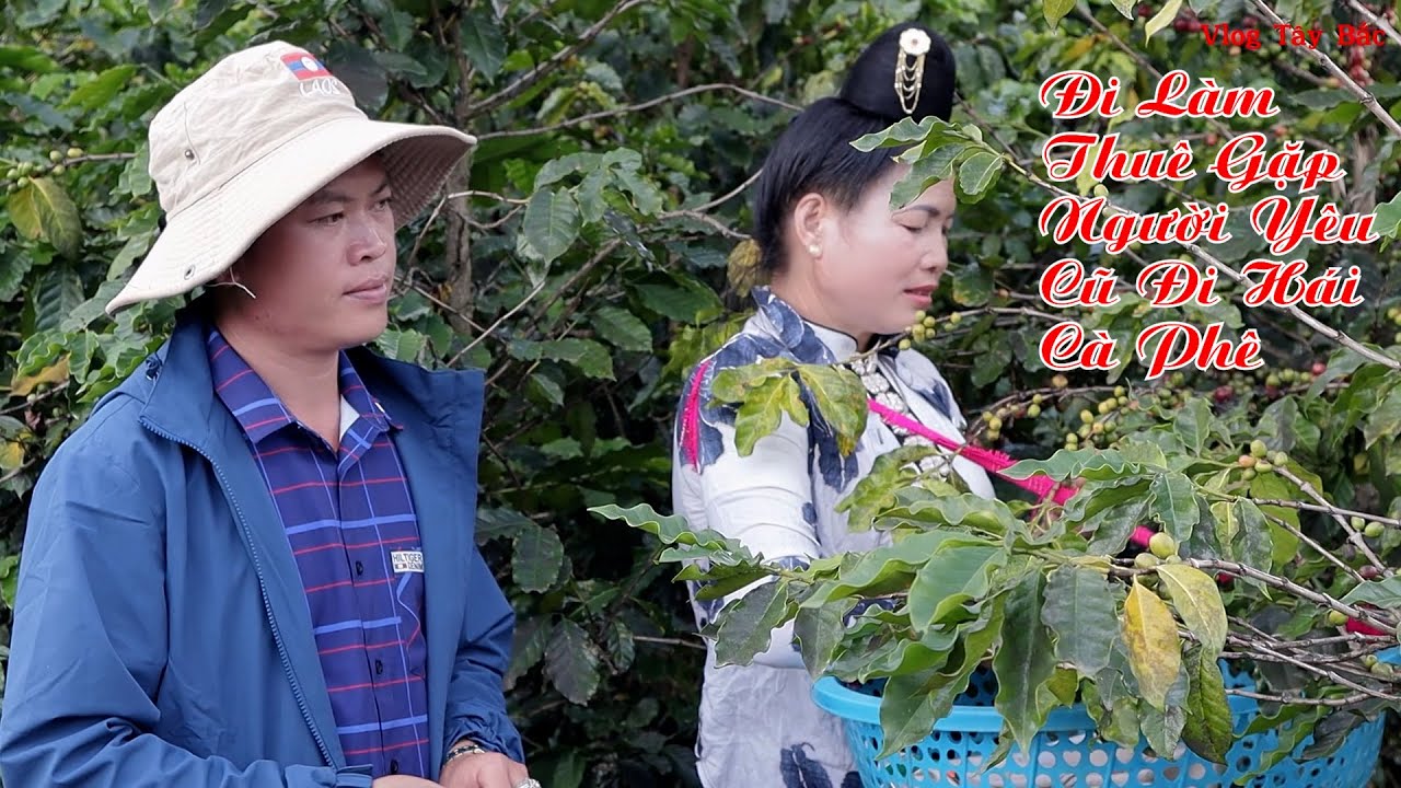 Đi Làm Thuê Về Gặp Người Yêu Cũ Đi Hái Cà Phê, Xin Thuê Hái Cà Phê Để Lấy Tiền Mua Vé Xe Về Nhà