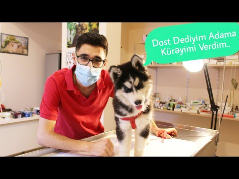 Video: Niyə Itlər üzünüzü Yalayır Və Bu Bir Problemdir?