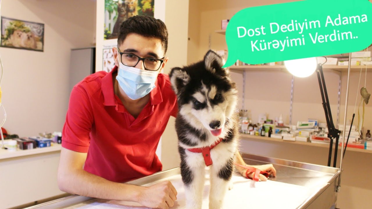 HASKİ THOMAS VETERİNARDA.! İTLƏRİN PEYVƏNDLƏRİ, BALA İTLƏRİN DİŞLƏMƏ PROBLEMİ və.s HAQQINDA .!#trend