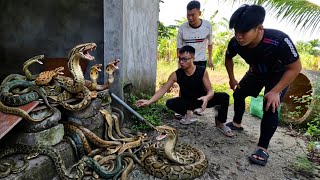 Brave Hunter Catch Ferocious Dragon Snakes With His Bare Hands