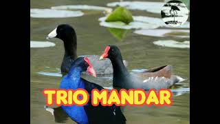 Suara pikat trio burung Mandar