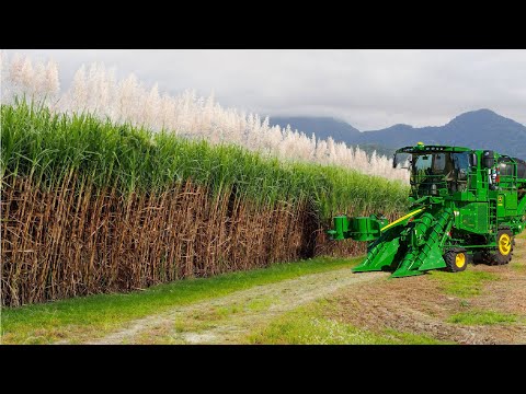 SugarCane Growing and Harvest - Sugar Mill Processing Line - Modern Machine