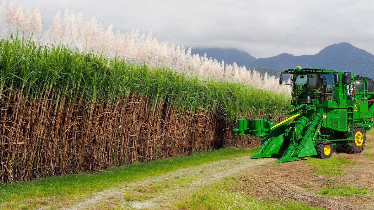 farm harvest  Update  Trồng mía và thu hoạch - nhà máy chế biến đường - máy thu hoạch hiện đại