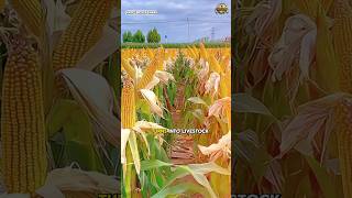 Why Farmers Need This Machine to Harvest Corn #agriculture #farming