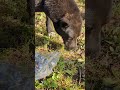 #собака #собаки #собачки #собакаест